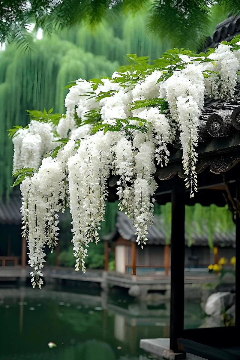 流苏花（外四首）：作者||蒲公英｜海外头条（图5）