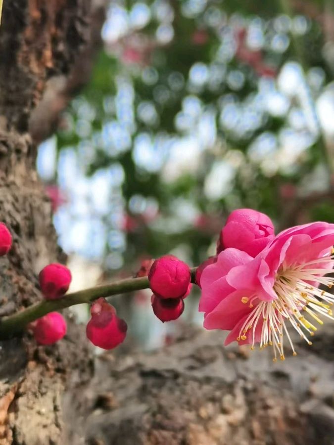 王与曾二十四节气七言律诗(专辑3)（图2）