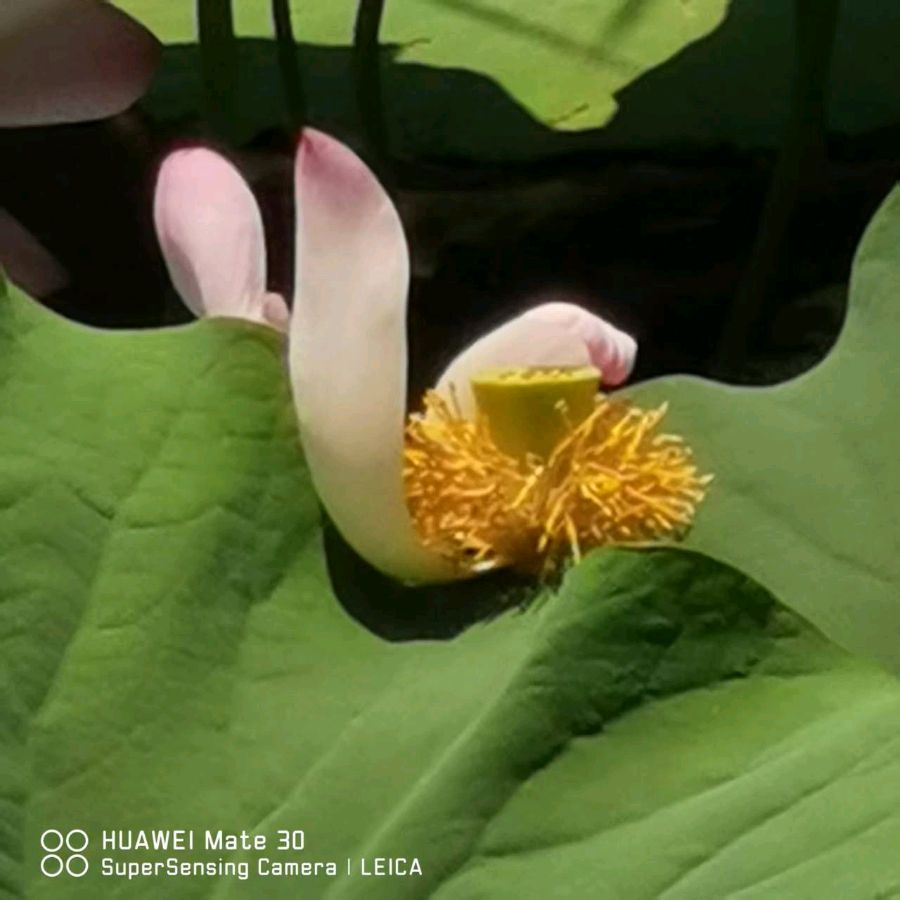 王与曾二十四节气七言律诗(专辑3)（图4）