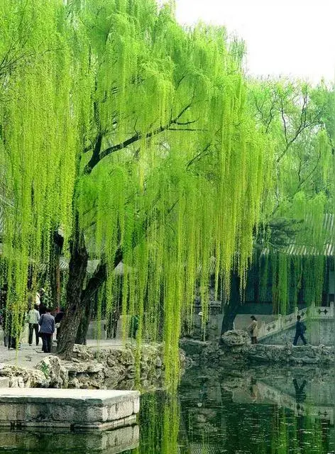 孙述考、王保江、邓和国、张文刚文十三篇……莲叶之珠文学社（图15）