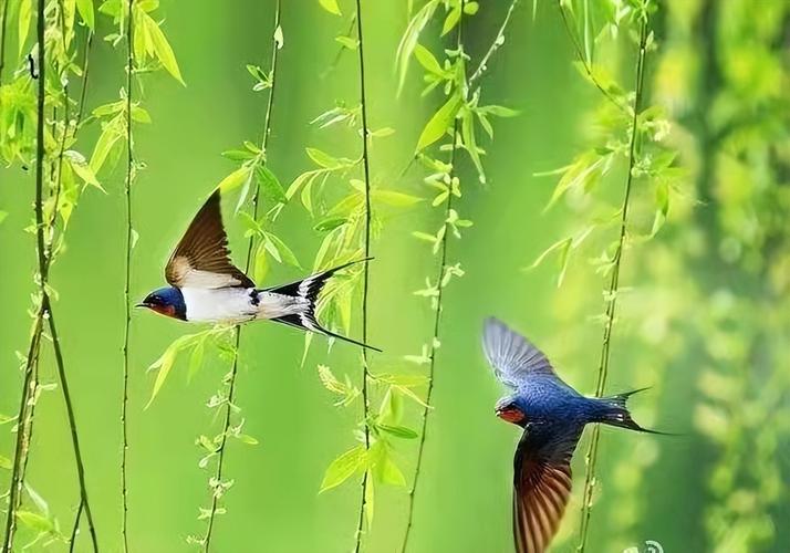 【新山东文学社】《七绝八首(新韵)》作者/王新华 主播/苏宁(图4)