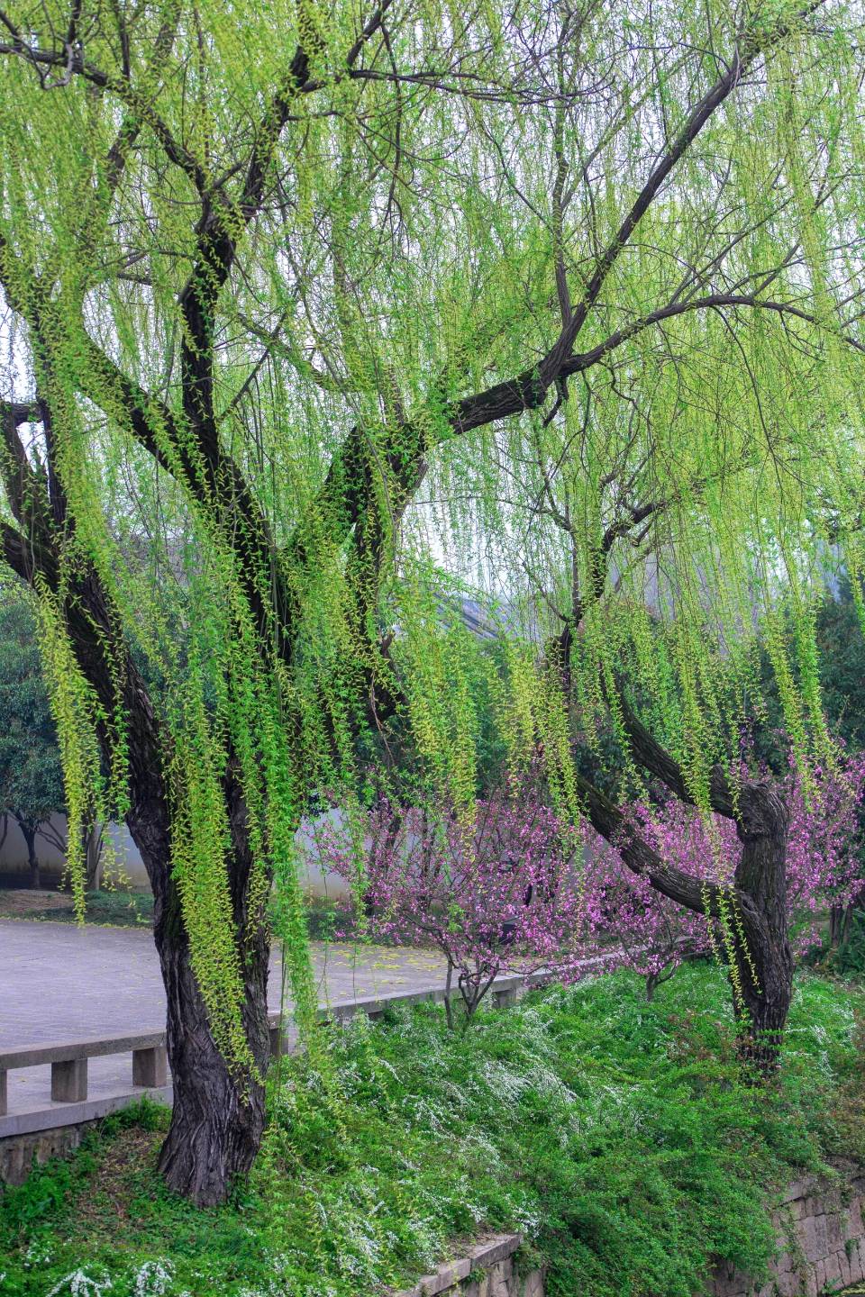 七律‖春吟 作者‖高虎证（图4）