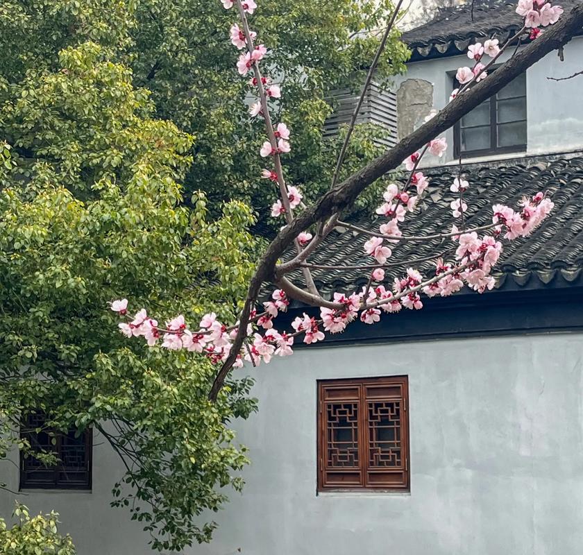 【新山东文学社】《早春的江南》作者/张秀祥 主播/菊心拾雨(图5)