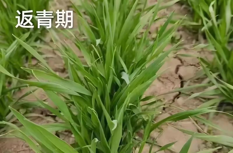 【中华好诗词】（41）分享（北京）优秀诗人华侬农（上官）《暮春萌动组诗（七首）》请欣赏（图7）