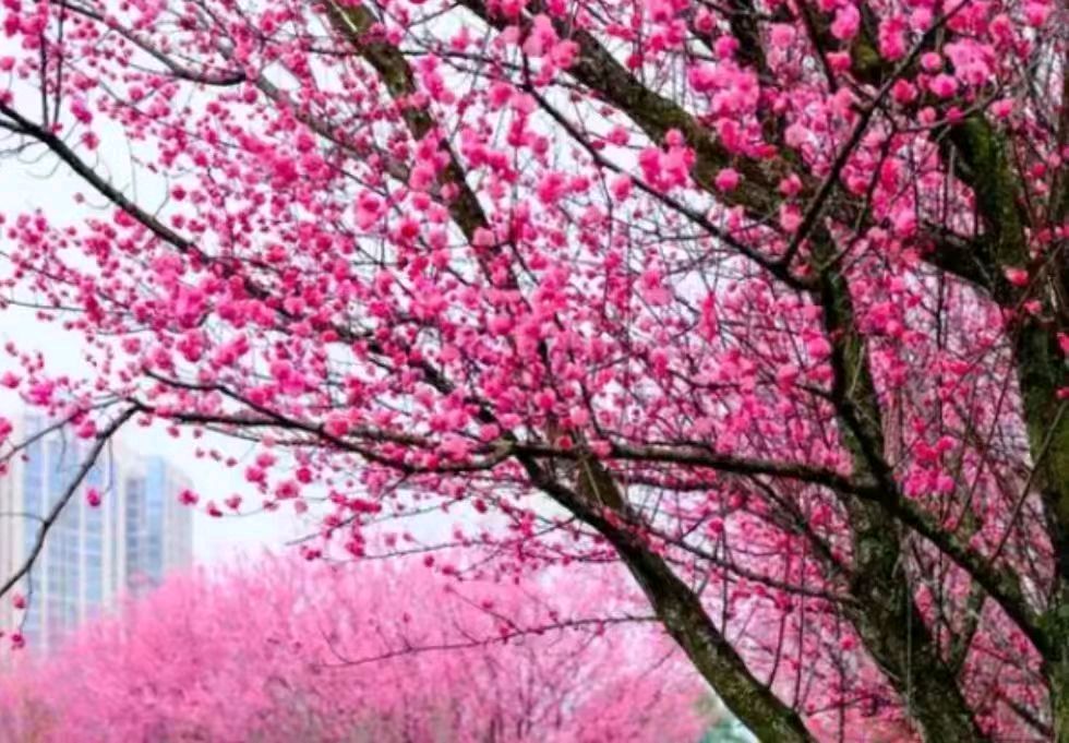 【上海头条】古韵飘香206期‖每旬题图（图11）
