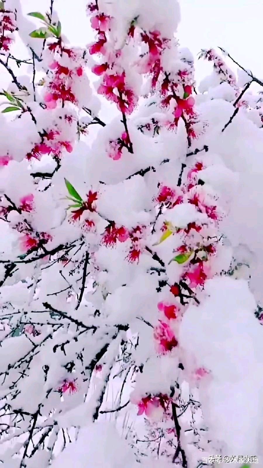 【中國🇨🇳新聞詩文網】诗歌赏析《三月的雪》雅君（图4）