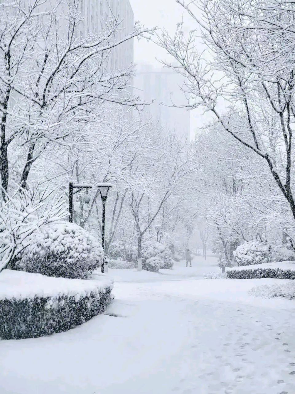 【中國🇨🇳新聞詩文網】诗歌赏析《三月的雪》雅君（图5）