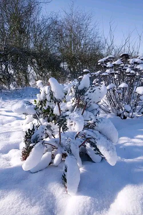 【中國🇨🇳新聞詩文網】诗歌赏析《三月的雪》雅君（图7）