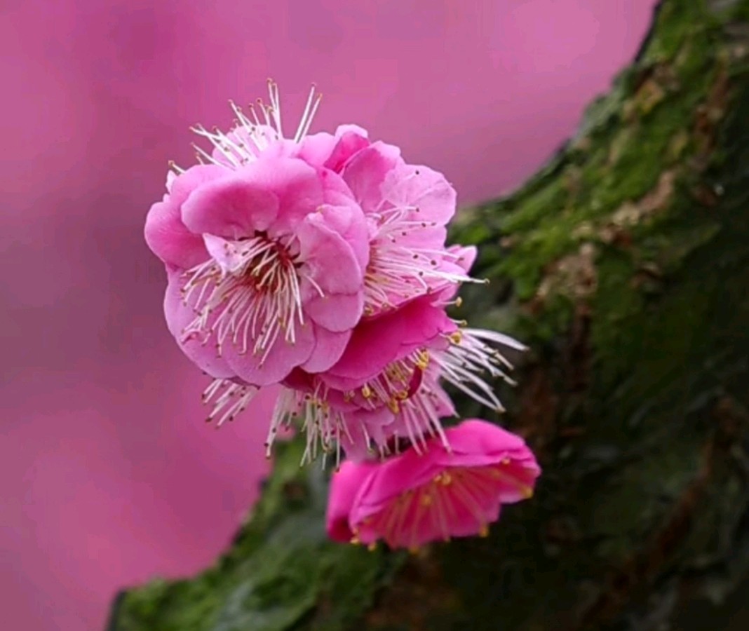 如花的女人