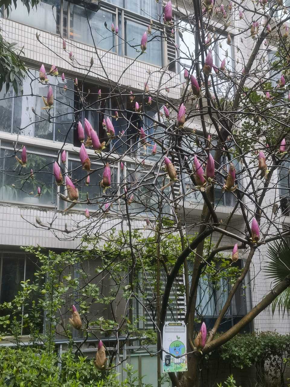 「散文诗」咱们小区的玉兰花总是慢半拍（图3）