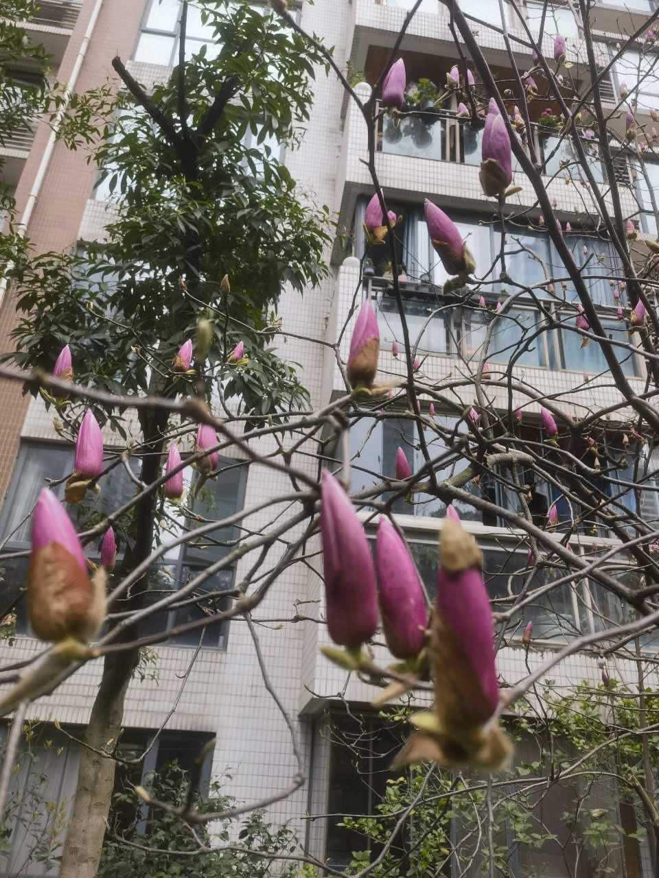 「散文诗」咱们小区的玉兰花总是慢半拍（图7）