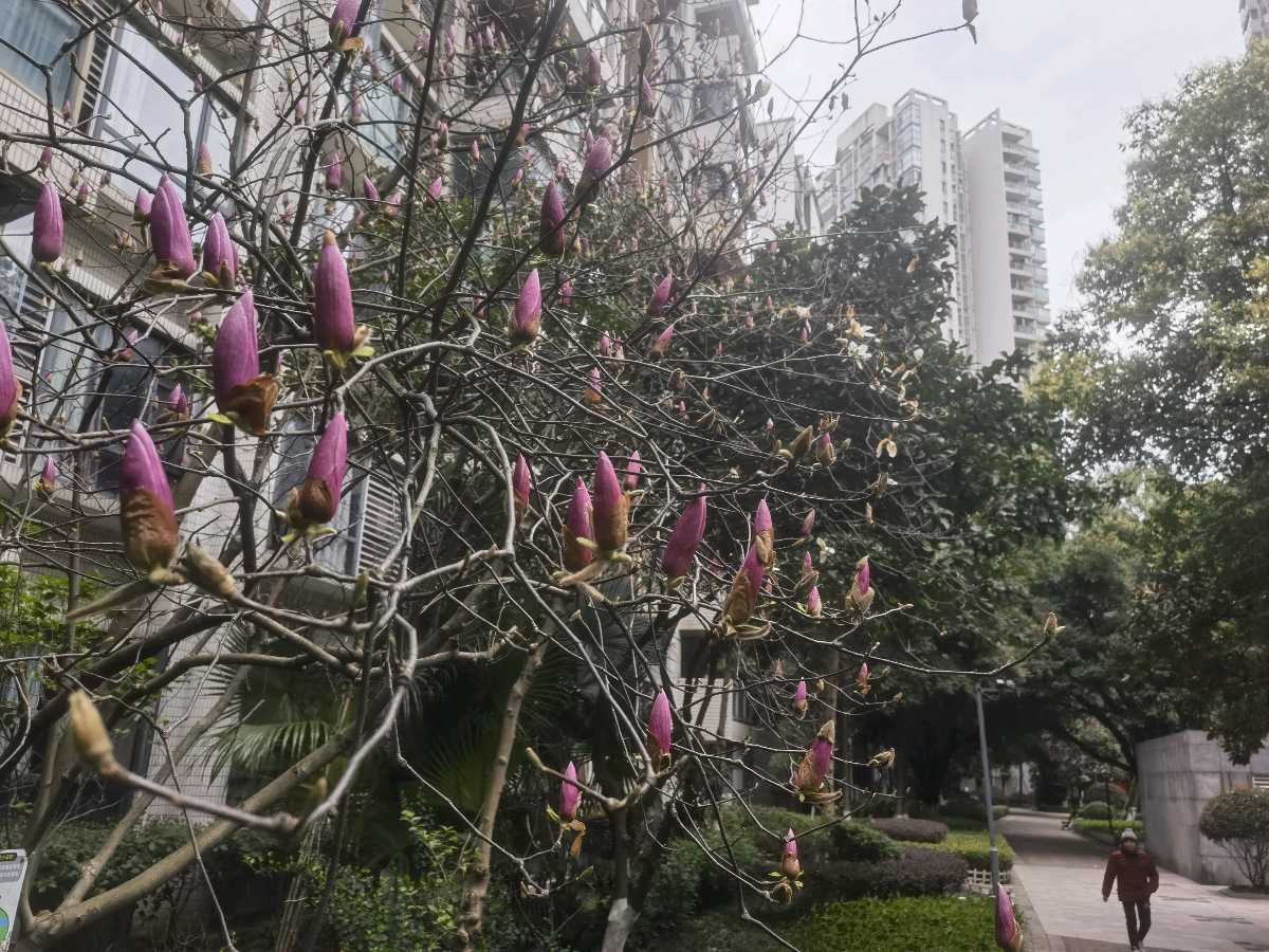 「散文诗」咱们小区的玉兰花总是慢半拍（图8）