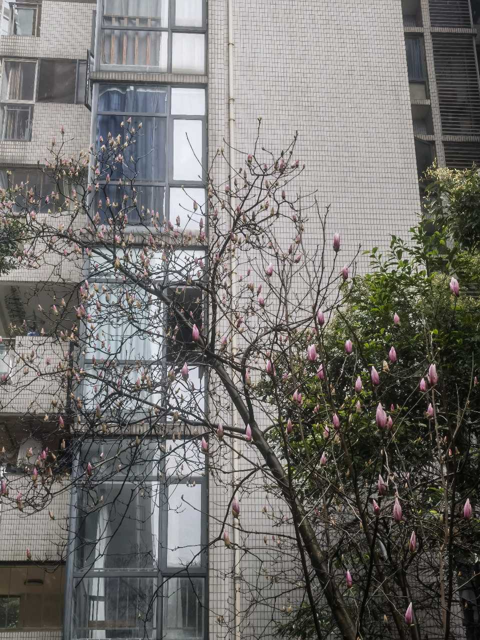 「散文诗」咱们小区的玉兰花总是慢半拍