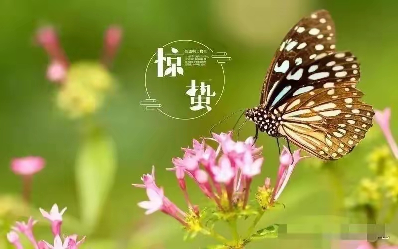 论'近庙欺神'这个成语的社会现象（文/孙述考）/AI 医学与中医神经导能疗法的哲学思辩之再析（文/王保江）……莲叶之珠文学社（图6）