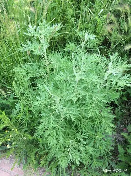 王金政的《野 蒿》