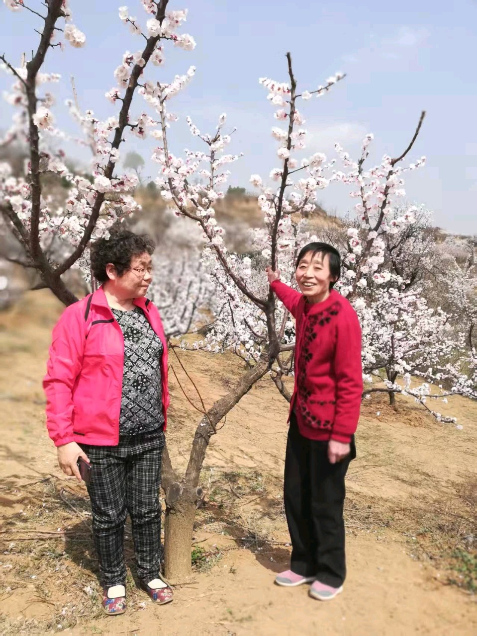 蓝胥阁（苏文蔚）∥心中常念杏花谷诗歌书法欣赏（图16）
