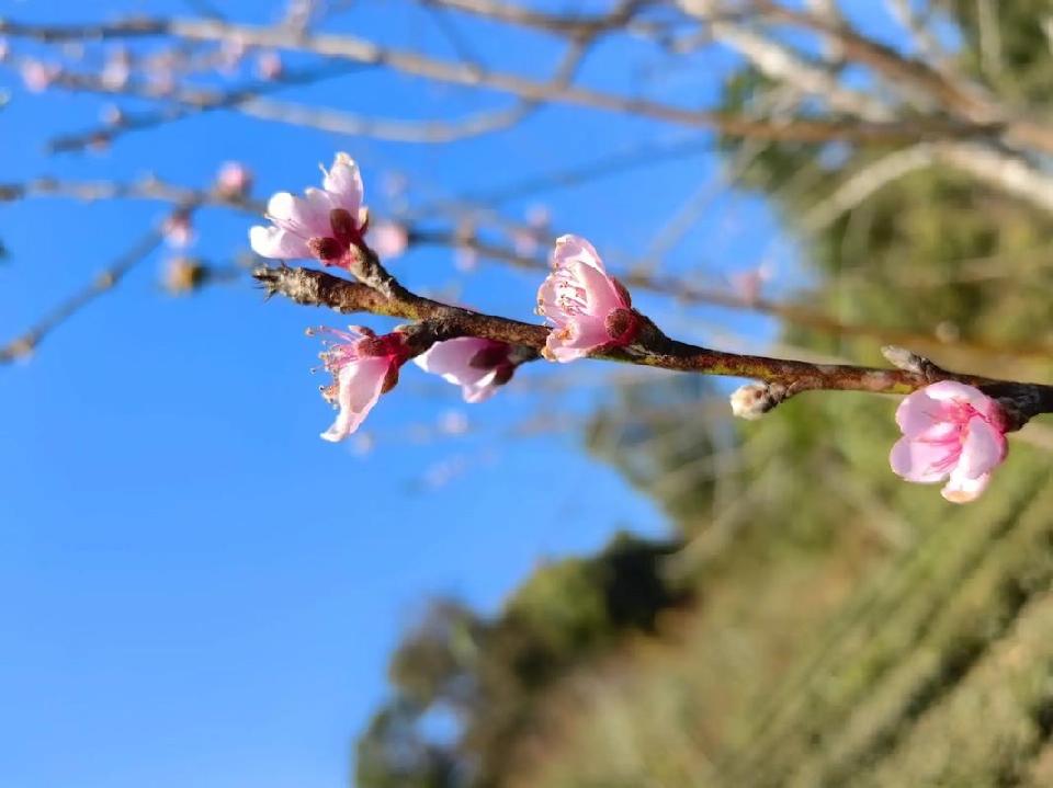 《春之韵》专刊｜海外头条（图9）