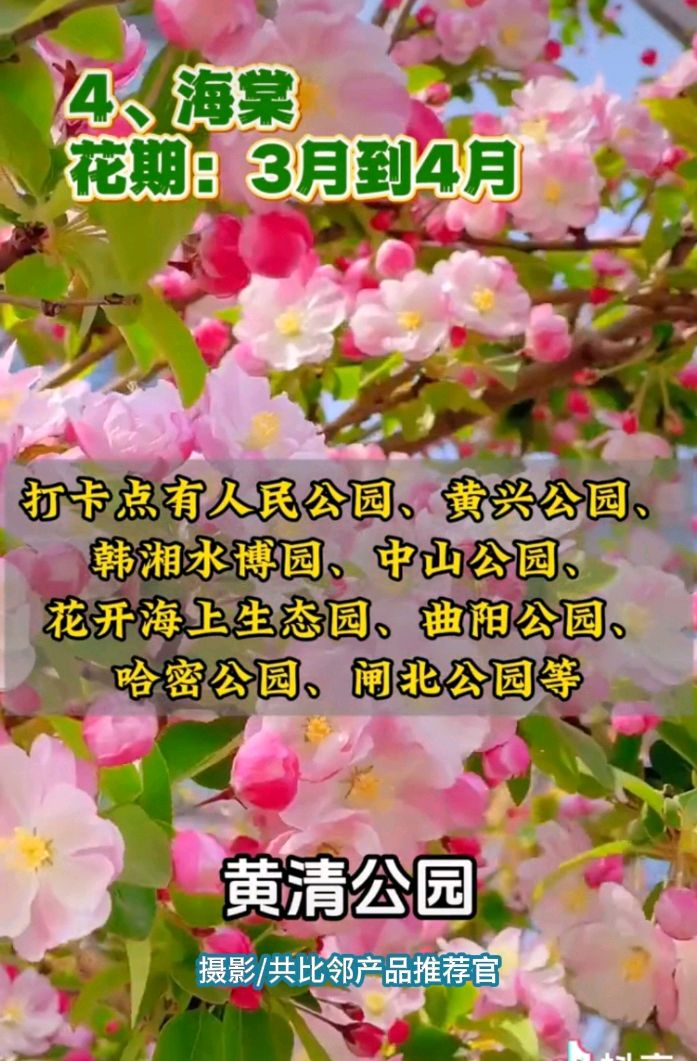 魔都上海三月众花节 原作/梁立锋（图5）