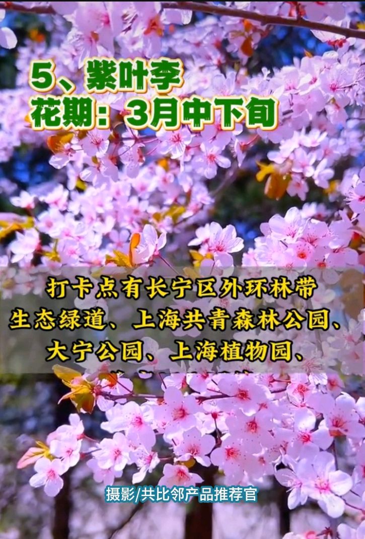 魔都上海三月众花节 原作/梁立锋（图6）