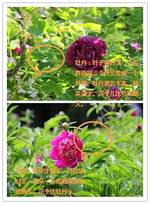 《现代诗人红蝴蝶现代诗词专辑》作者:红蝴蝶 [中国现代诗歌文化传媒]（图9）