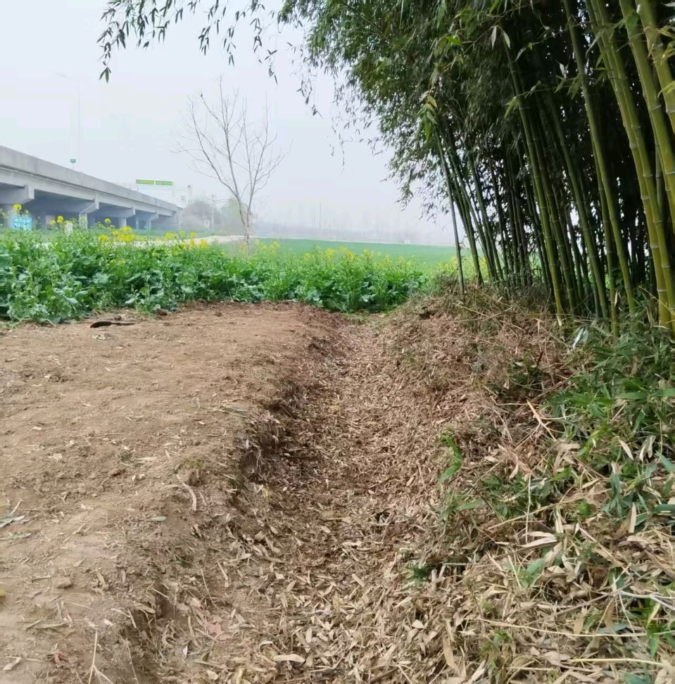 散文-挖竹根～文||魏兴付（图14）