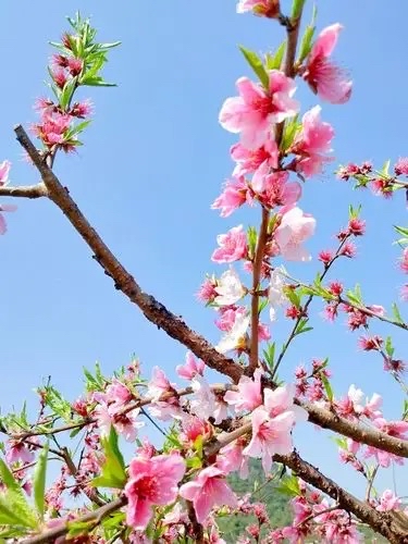 与你走在三月里：作者||庞顺令-朗诵||书馨｜海外头条（图5）