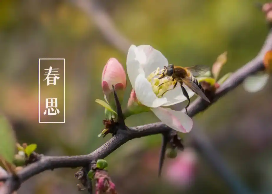 著名军旅诗人韩春久诗词5首（图5）