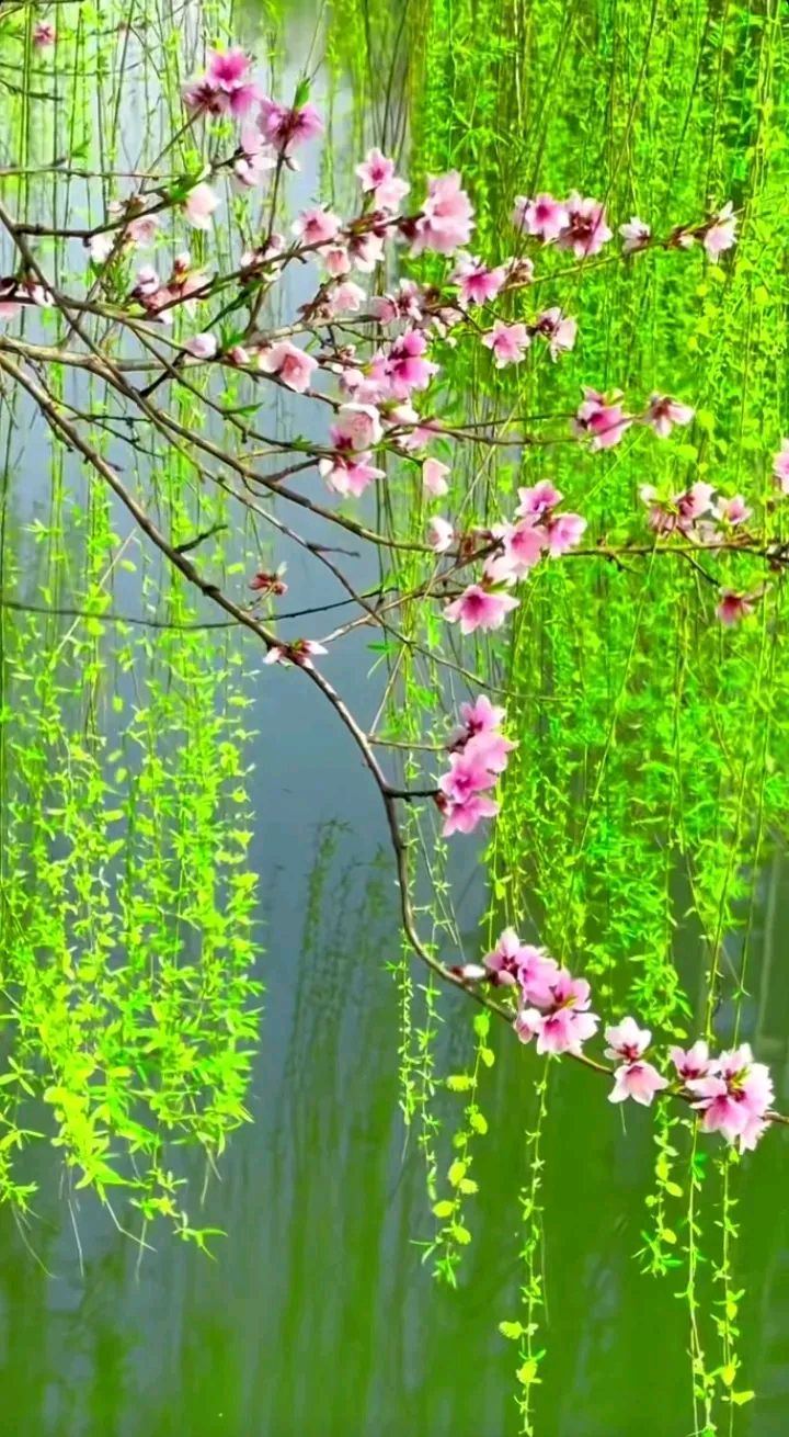 《龙游天下现代诗人现代古诗词牌赏析》 作者:李华 [中国现代诗歌文化传媒]（图6）