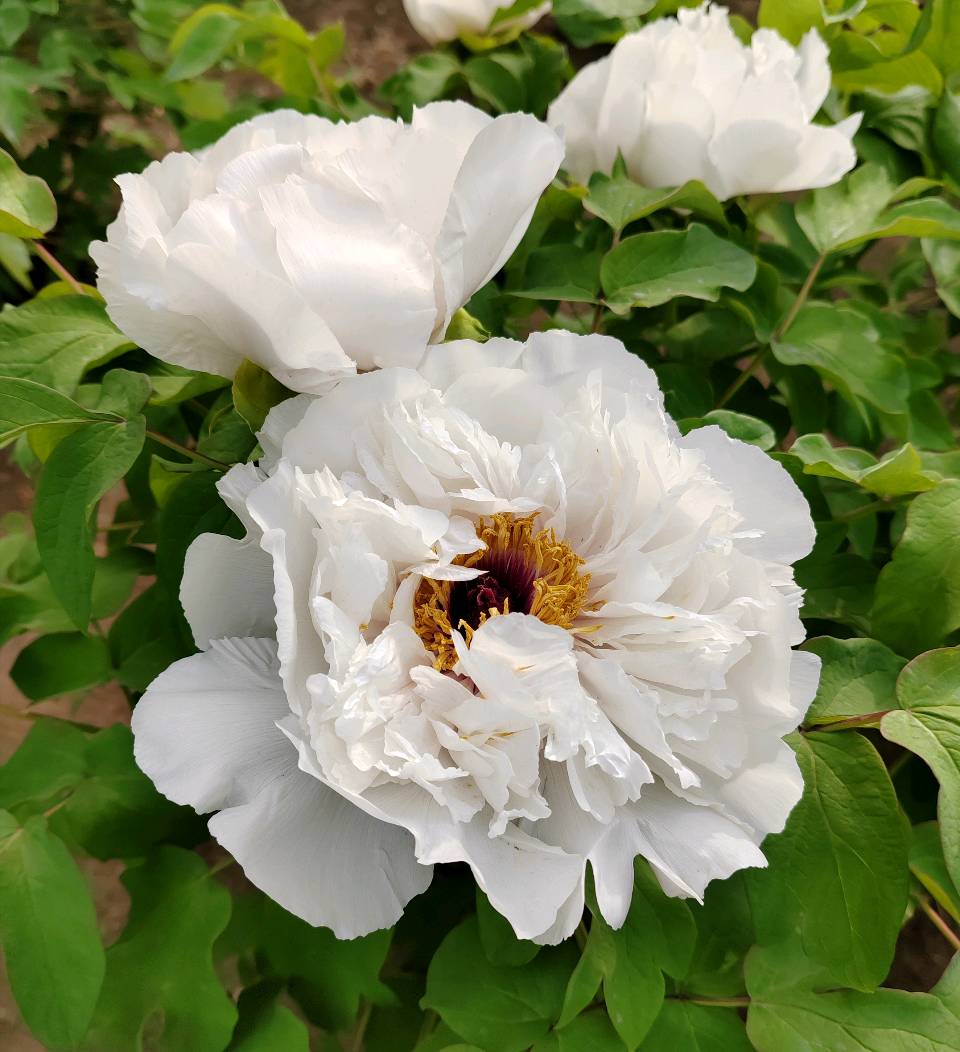 花开盛世·红牡丹 (组诗·九首)（图2）