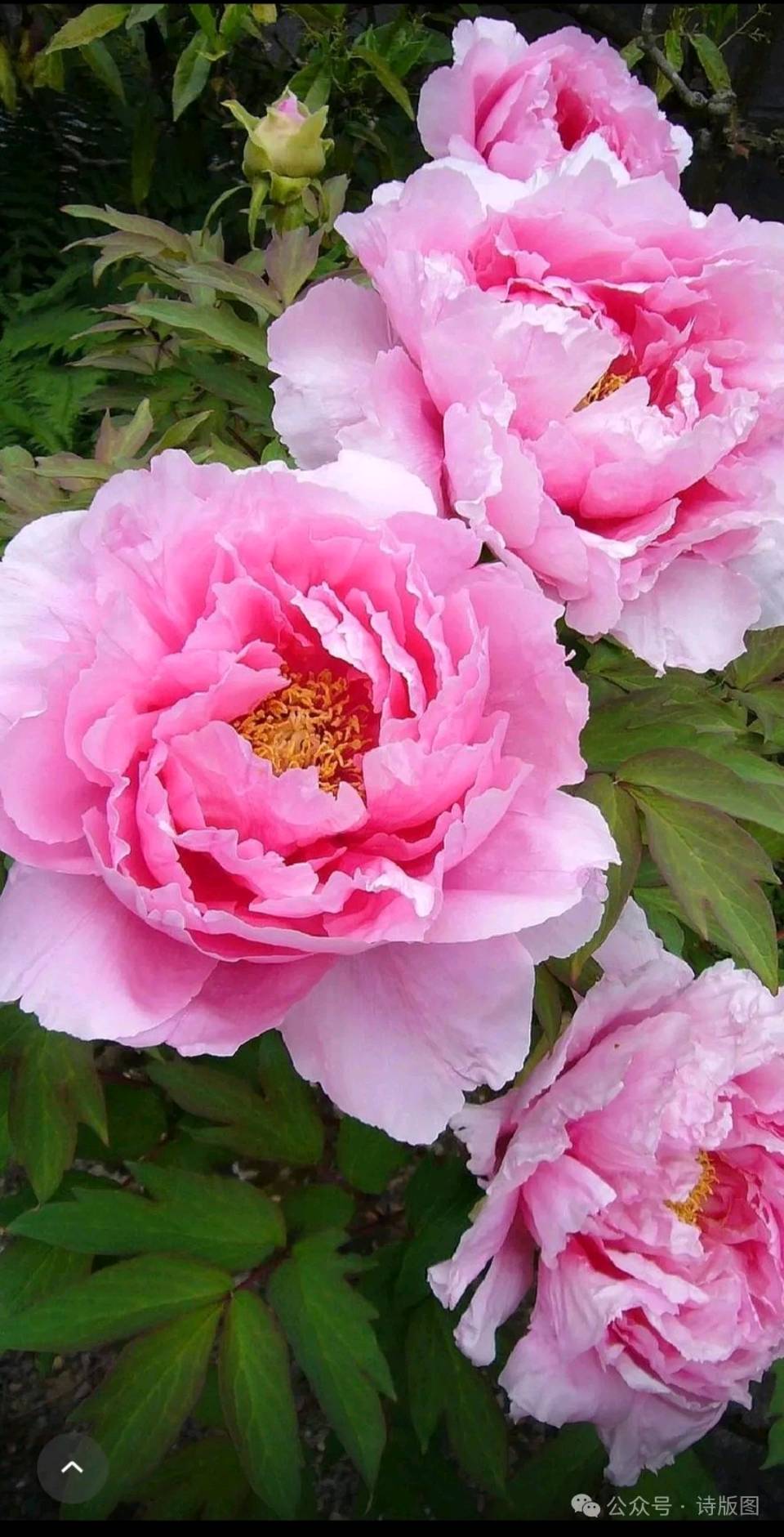 花开盛世·红牡丹 (组诗·九首)（图3）