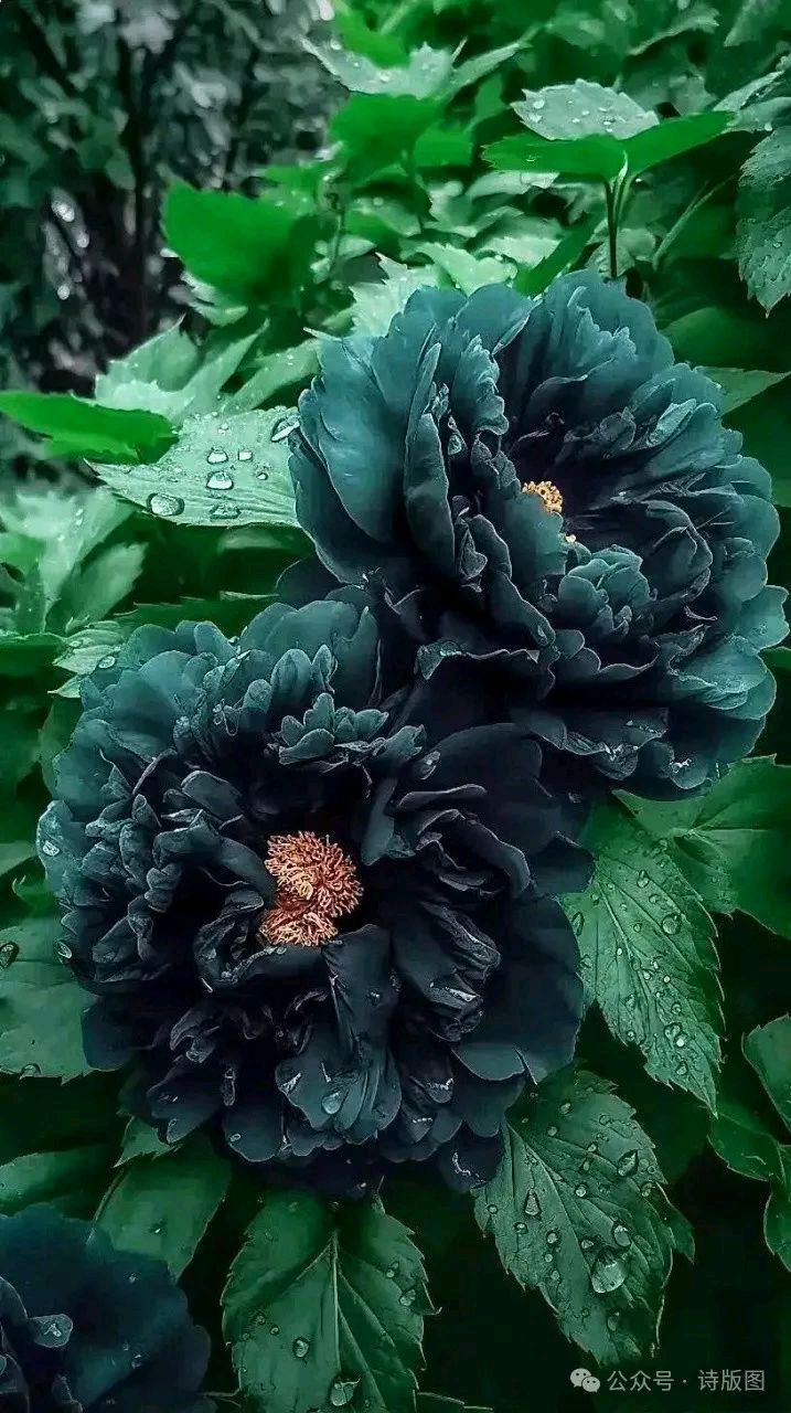 花开盛世·红牡丹 (组诗·九首)（图8）