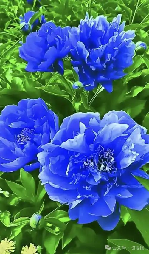 花开盛世·红牡丹 (组诗·九首)（图6）