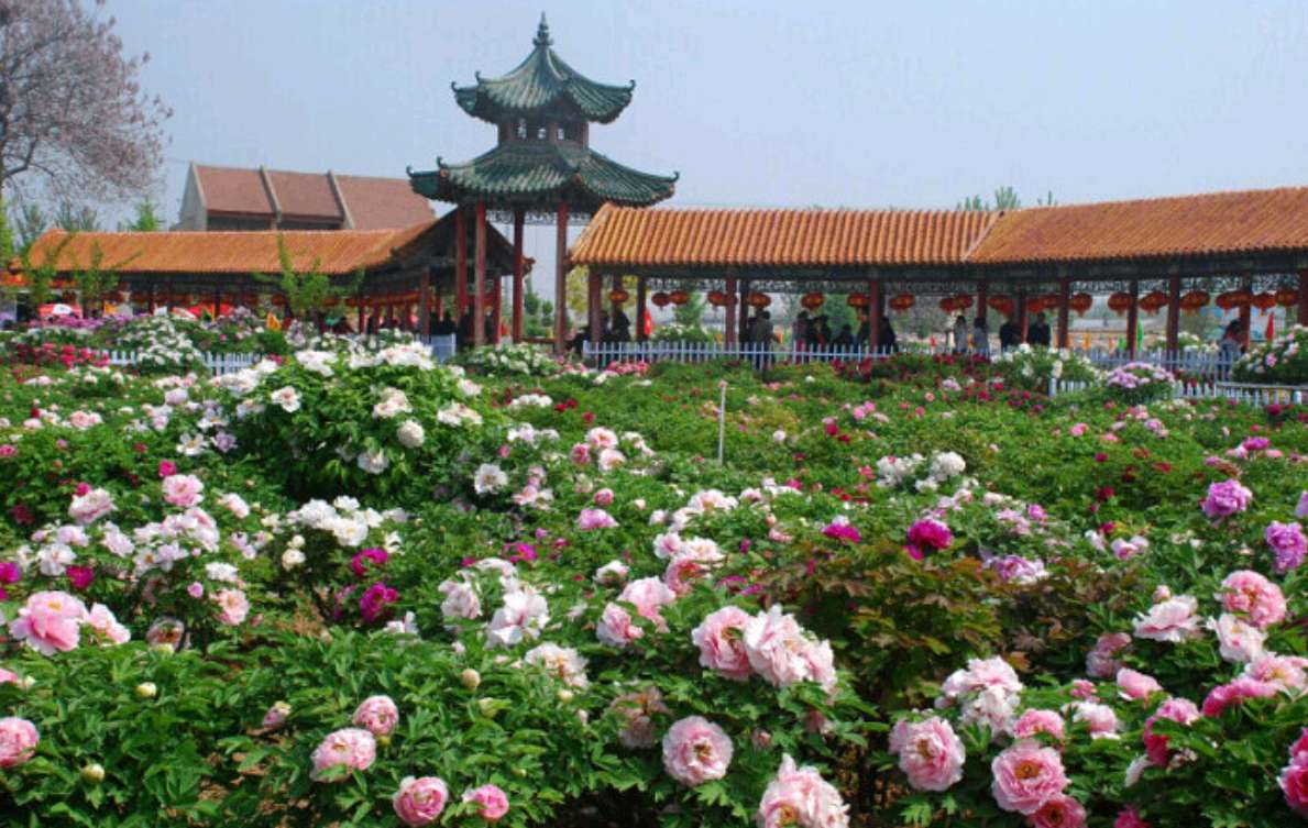 花开盛世·红牡丹 (组诗·九首)（图11）