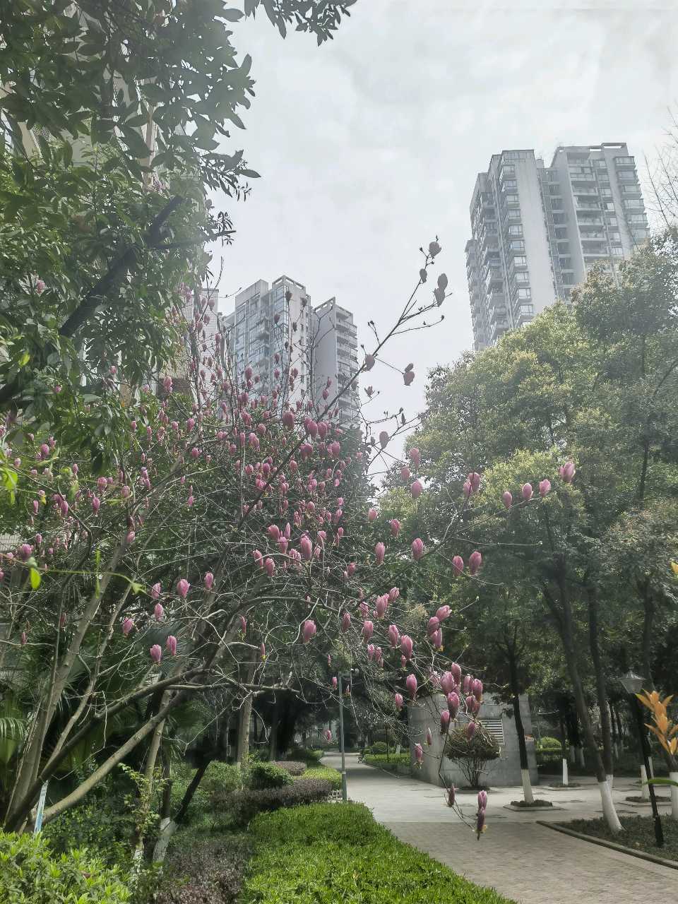 「散文诗」小区的玉兰花开了