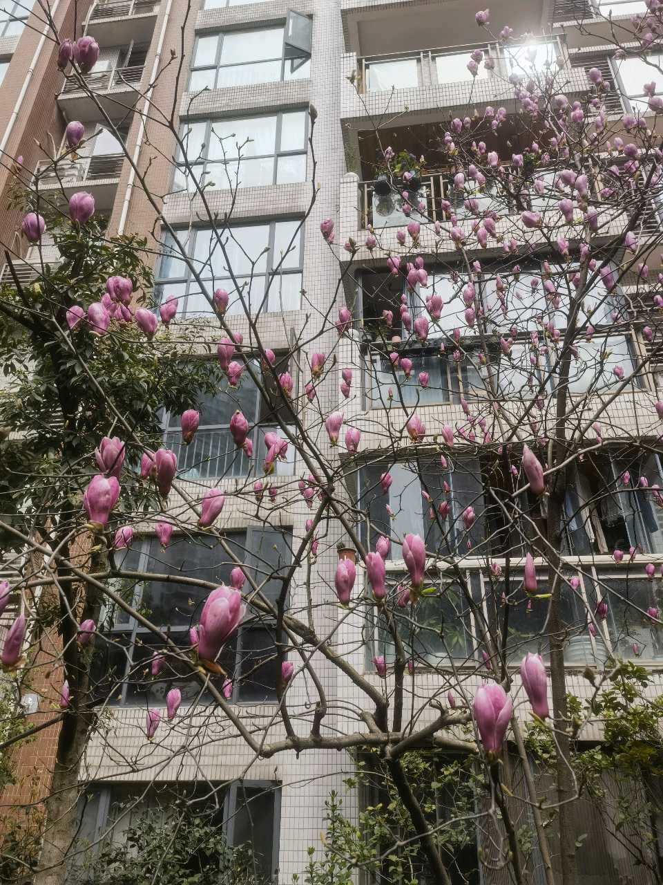 「散文诗」小区的玉兰花开了（图2）