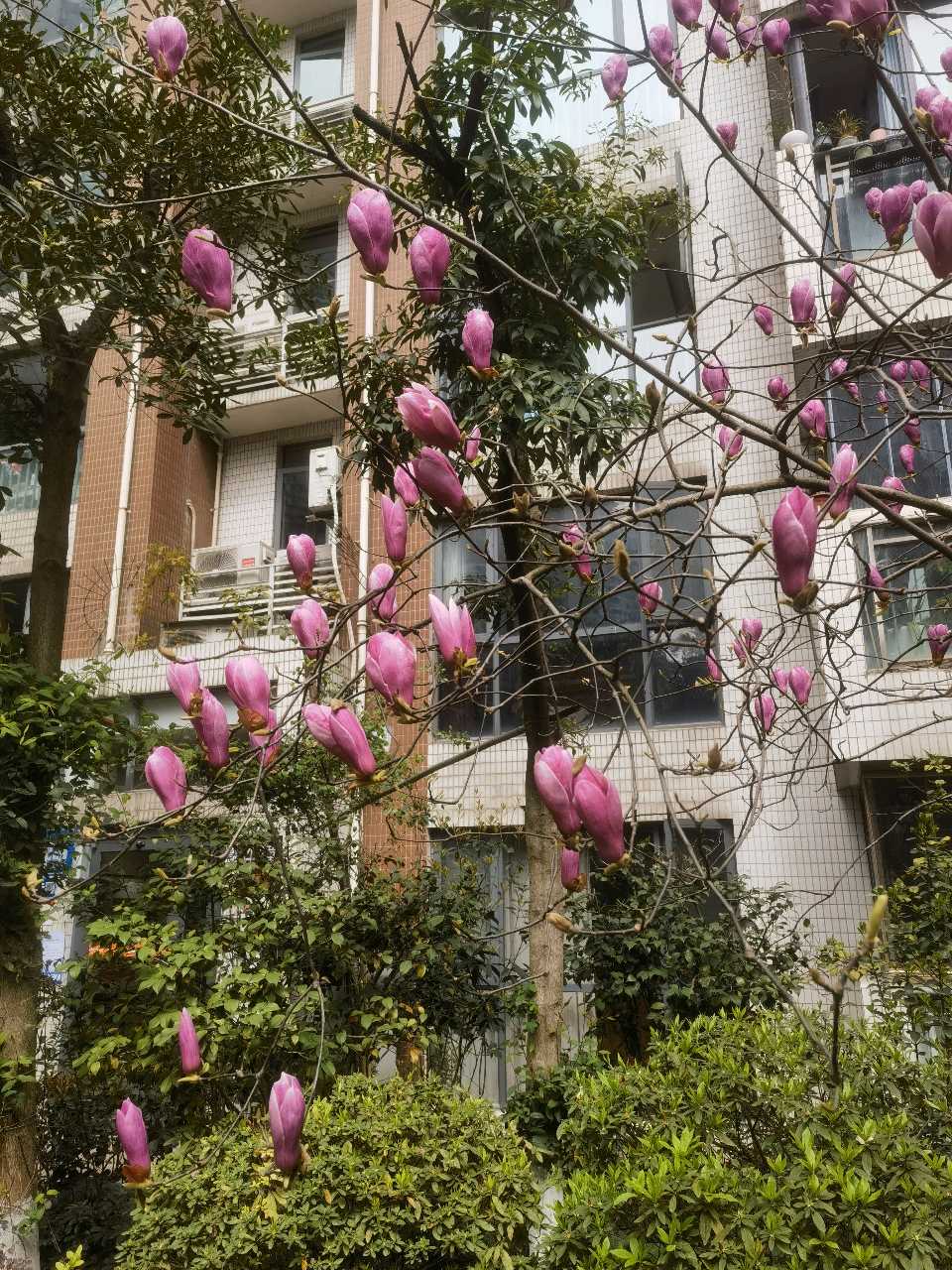 「散文诗」小区的玉兰花开了（图3）