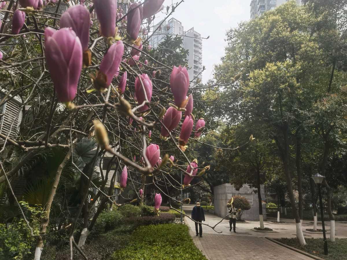 「散文诗」小区的玉兰花开了（图4）