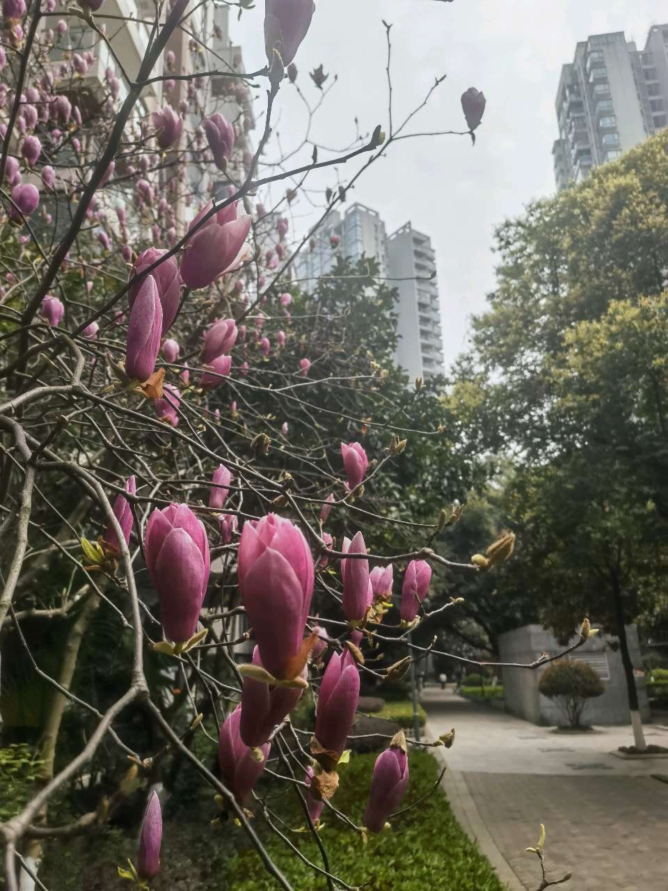 「散文诗」小区的玉兰花开了（图5）