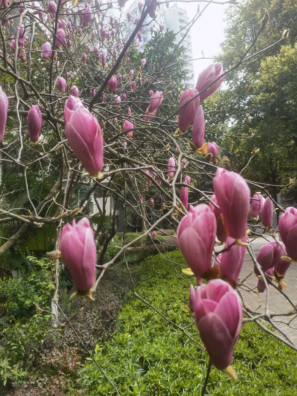 「散文诗」小区的玉兰花开了（图6）
