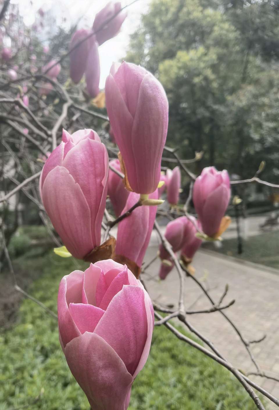 「散文诗」小区的玉兰花开了（图8）