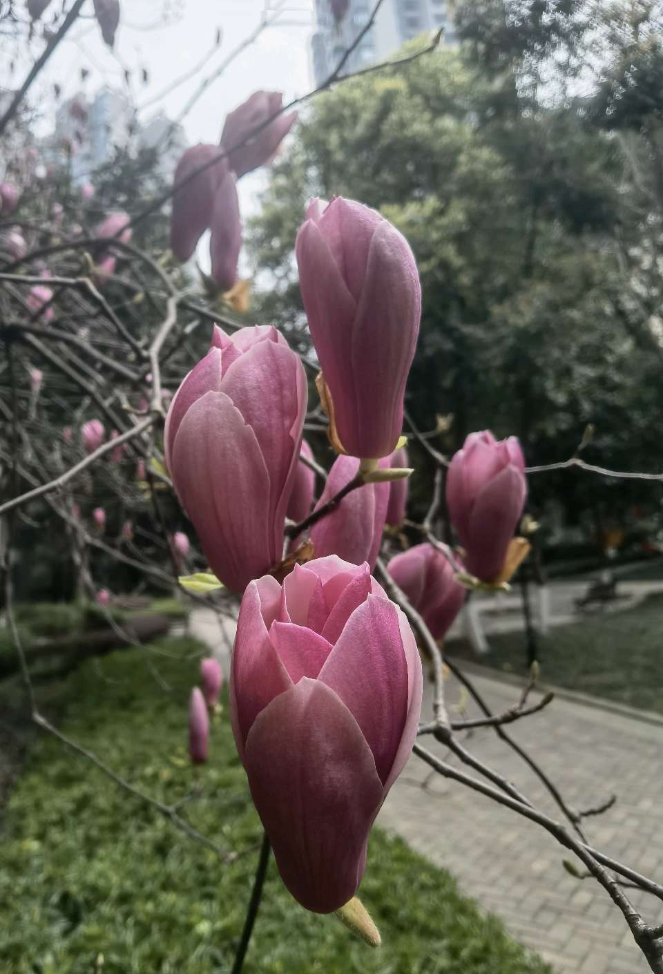 「散文诗」小区的玉兰花开了（图7）