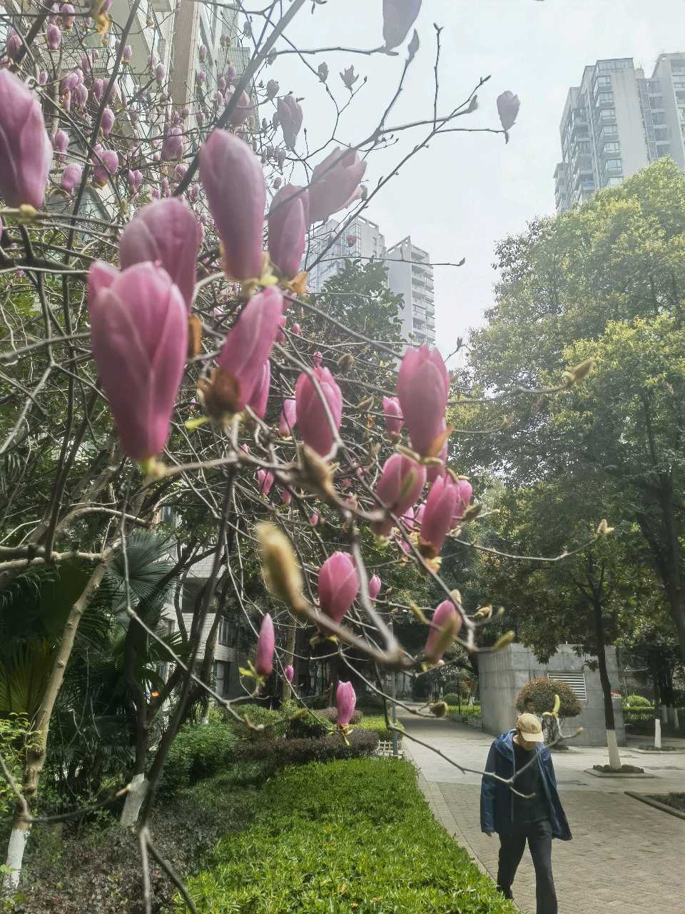 「散文诗」小区的玉兰花开了（图9）