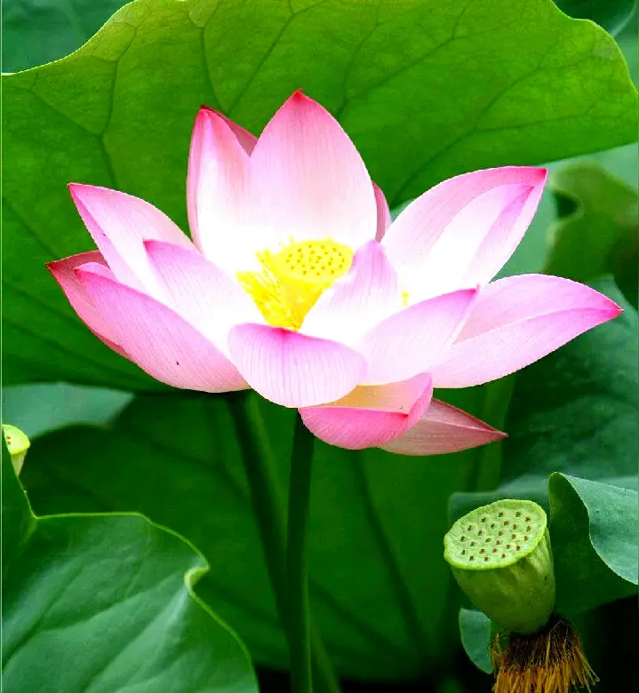 大健康时代到来怎么办(文/孙述考)/心莲盛开 医香远播/薪火相传医道远,莲开盛世杏林春(文/王保江)……莲叶之珠文学社
