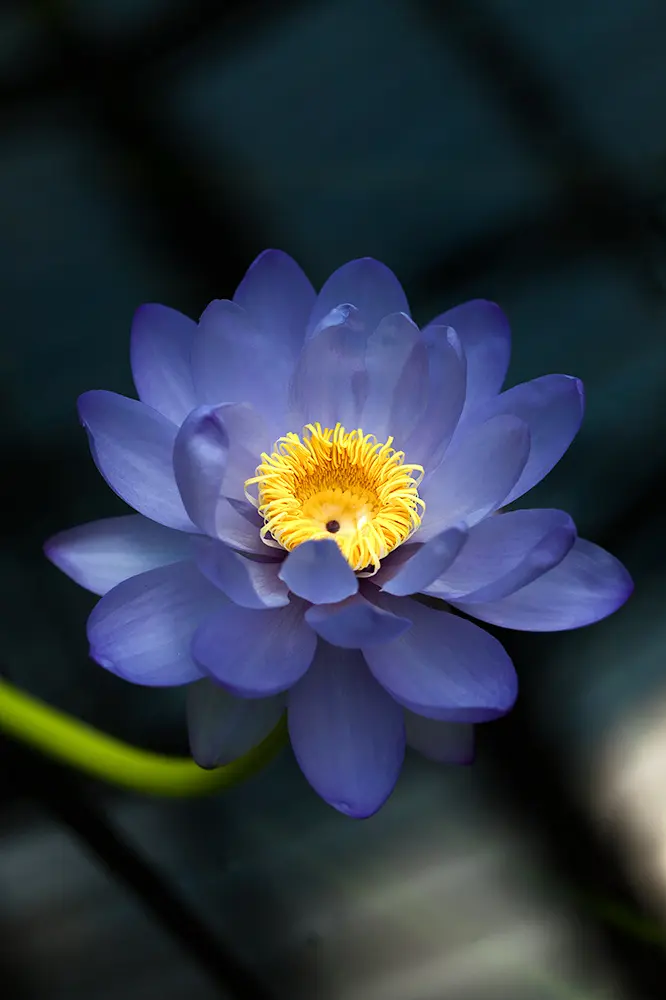 大健康时代到来怎么办(文/孙述考)/心莲盛开 医香远播/薪火相传医道远,莲开盛世杏林春(文/王保江)……莲叶之珠文学社(图4)