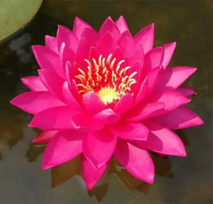 大健康时代到来怎么办(文/孙述考)/心莲盛开 医香远播/薪火相传医道远,莲开盛世杏林春(文/王保江)……莲叶之珠文学社(图6)