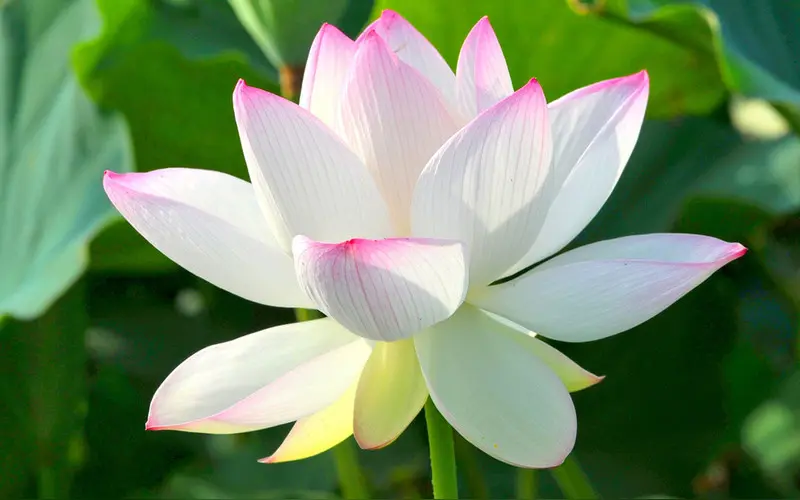 大健康时代到来怎么办(文/孙述考)/心莲盛开 医香远播/薪火相传医道远,莲开盛世杏林春(文/王保江)……莲叶之珠文学社(图7)