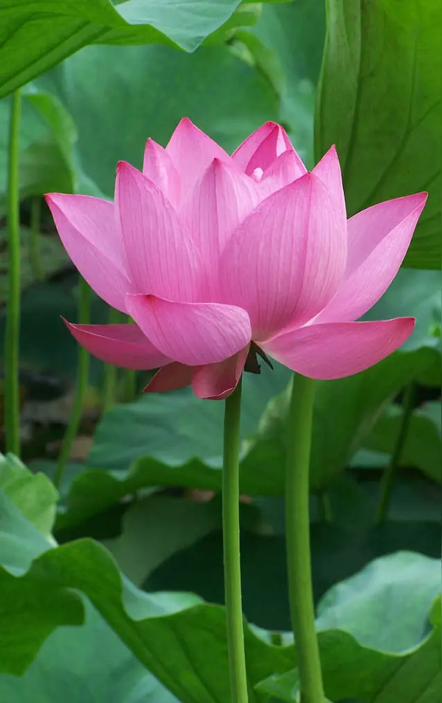 大健康时代到来怎么办(文/孙述考)/心莲盛开 医香远播/薪火相传医道远,莲开盛世杏林春(文/王保江)……莲叶之珠文学社(图8)