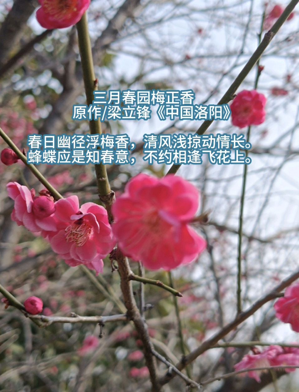三月春园梅正香 原作/梁立锋