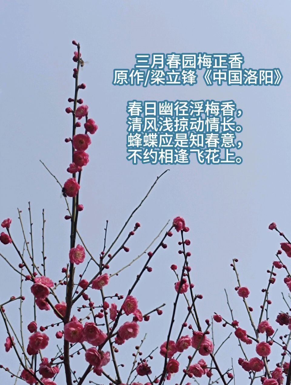 三月春园梅正香 原作/梁立锋（图6）