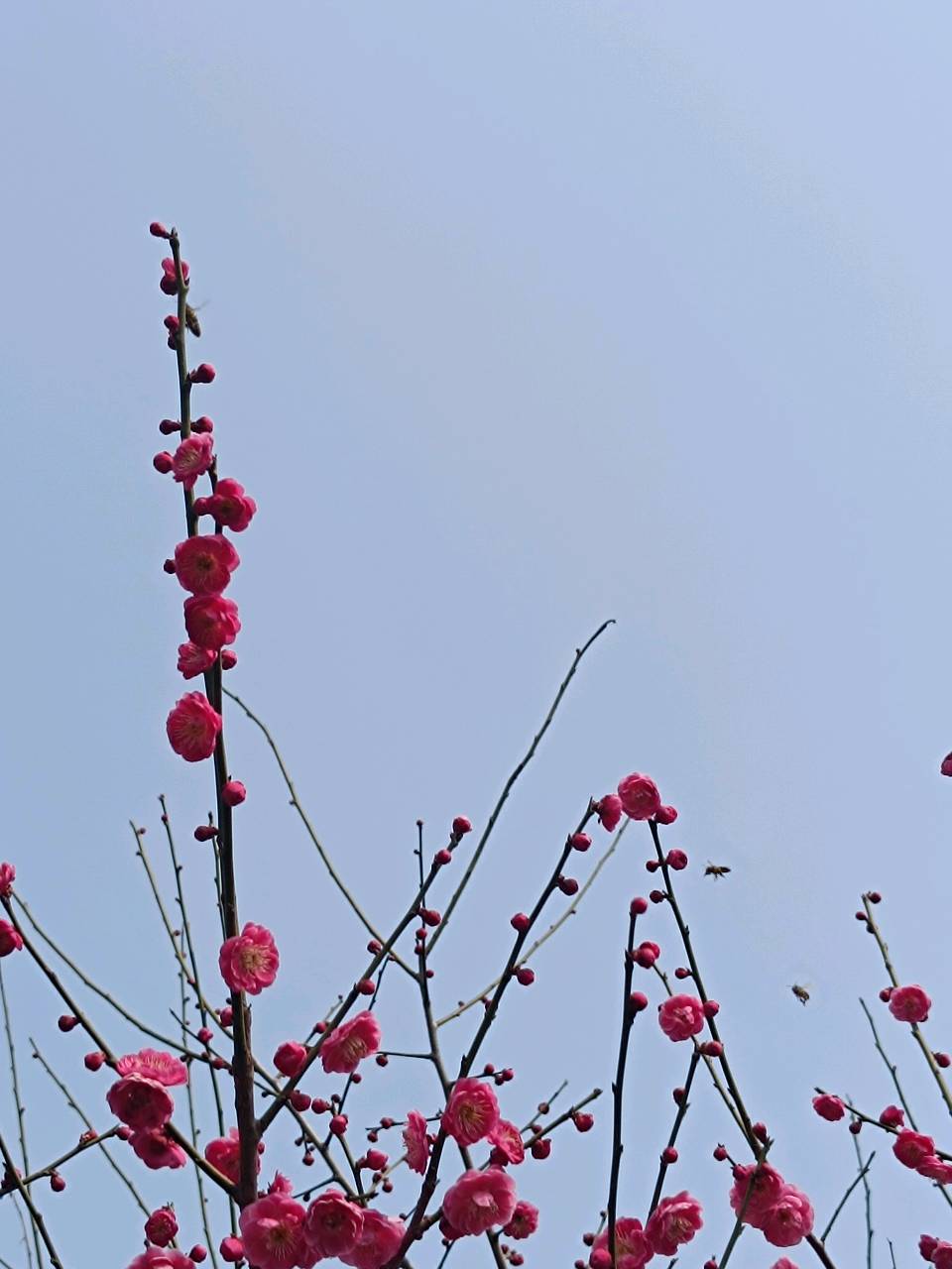 三月春园梅正香 原作/梁立锋（图12）